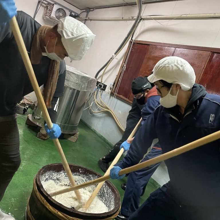 生酛純米の仕込み始まりました！